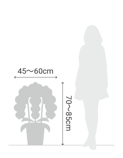 サイズ目安 縦70〜85cm 横45〜60cm