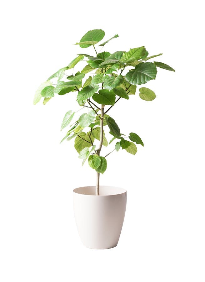 category-indoor-plant.jpg